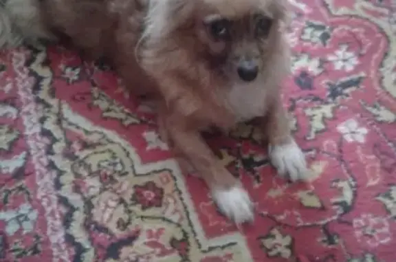 Найденные животные Ростов-на-Дону, фото: Найдена маленькая рыжая собачка в Ростове, ГПЗ-10