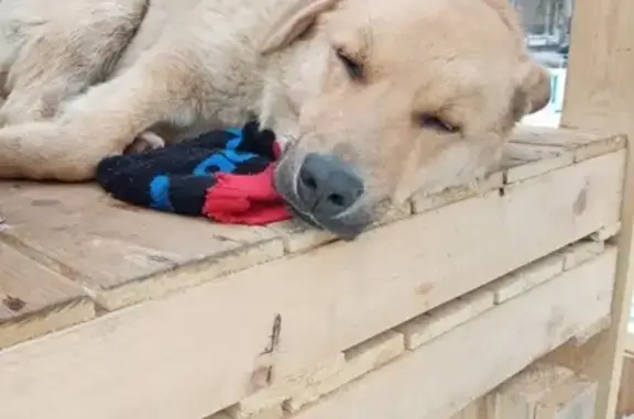 Потерянная палевая собака на Сортировке (Екатеринбург)