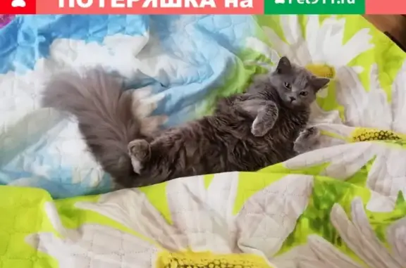 Пропала серая кошка на улице Малахова 140