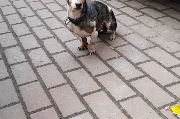 Собака Такса найдена на Лиговском пр. 267