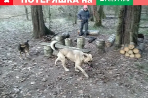 Пропала собака Барбос в деревне Воробьи, Калужская область