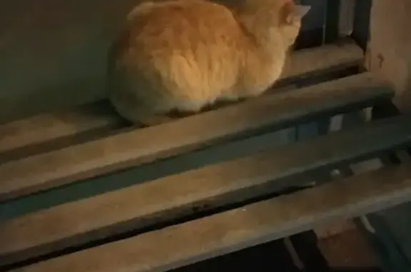 Кошка найдена на остановке 