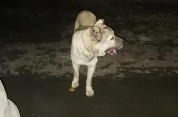 Собака с ошейником в Апрелевке, район 21:00.