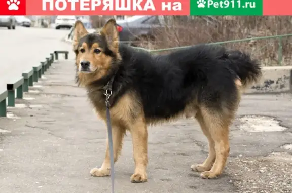Найдена собака в п. ВНИИССОК, Одинцовский округ