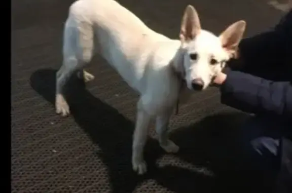 Собака найдена в Лыткарино - SOS!