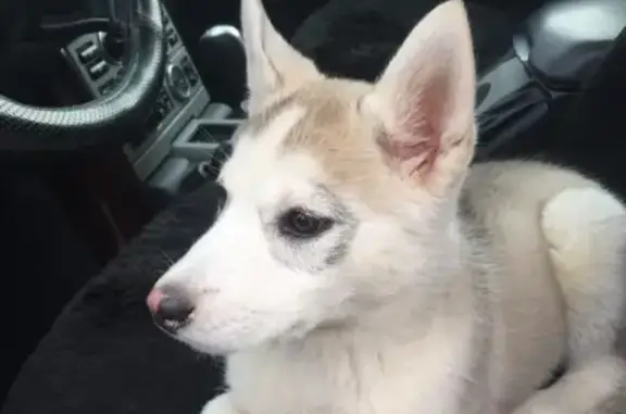 Пропала собака Хаски ЛИЛИ в Пятигорске, вознаграждение!