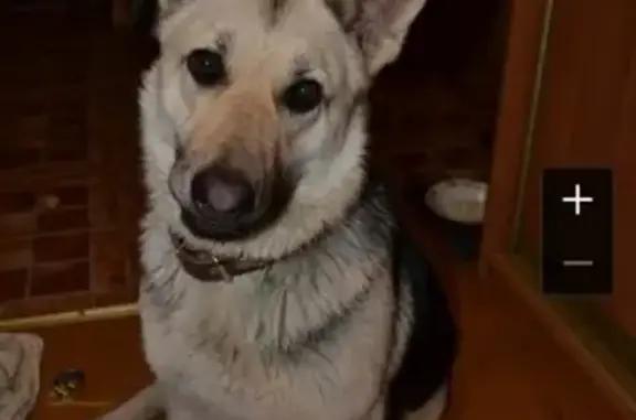 Найдена собака в Домодедово - SOS!