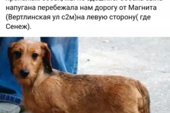Найдена собака в Солнечногорске - SOS!