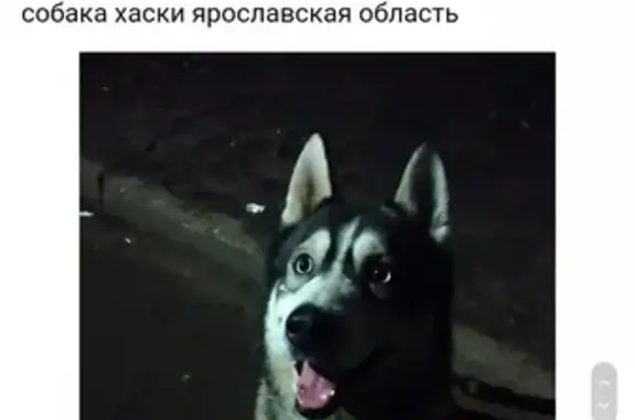Собака найдена в Ярославле - SOS!