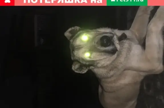Найдена собака в Наро-Фоминском районе: кобель с ошейником на Зелёной улице, 67