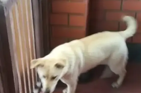 Собака найдена в Москве - SOS!