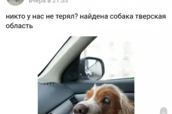 Найдена собака в Москве - SOS!