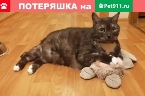 Пропала кошка Кот на Головинском шоссе, Москва