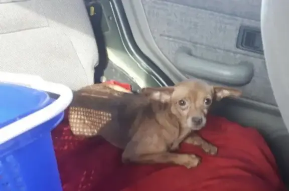 Собаки потеряшки, Калининград, фото: Потеряшка собака Злата в районе Сити, Запад 39