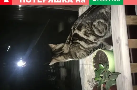 Найдена кошка в Тюмени мраморного окраса