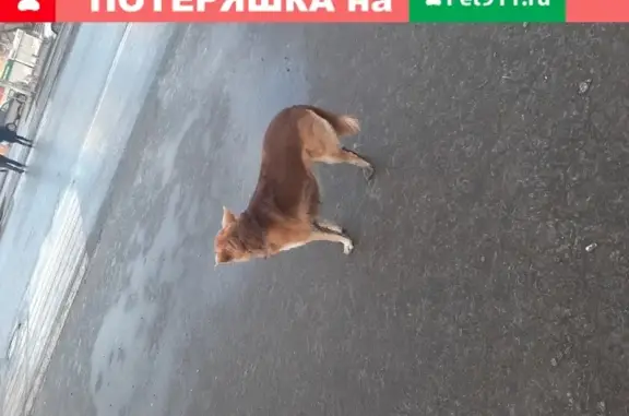 Собака с коричневым ошейником на ул. Аделя Кутуя в Казани