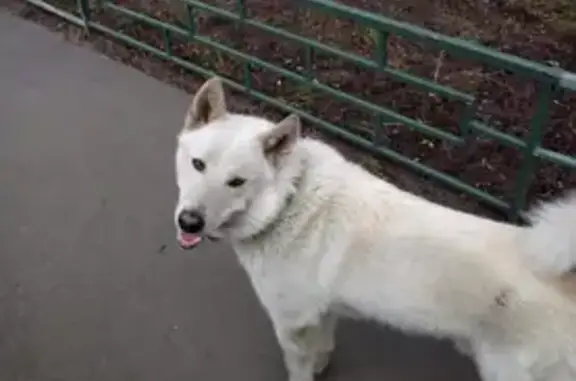 Найдена собака на 3 Марьиной рощи, Москва