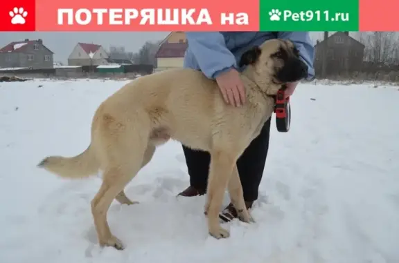 Собака ищет дом в Сергиевом Посаде.