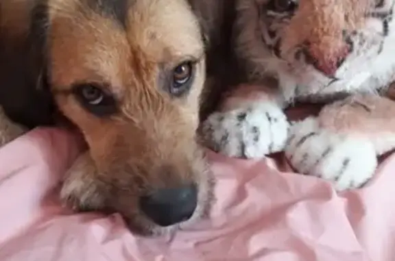 Собака найдена в Сергиевом Посаде, Россия