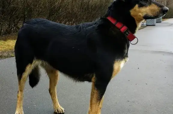 Собака на Боровском шоссе, найдена!