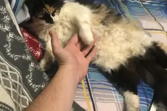 Кошки потеряшки, Ростов-на-Дону, фото: Потеряшка кошка в Нахичевани, вознаграждение!