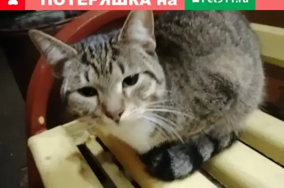 Найдена кошка на Загорьевской, 21к1
