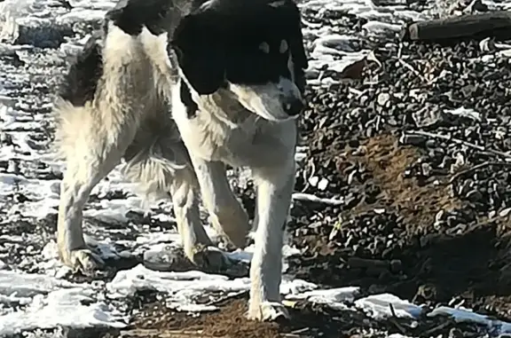 Собака Линда ищет дом на улице Тулаева в Улан-Удэ