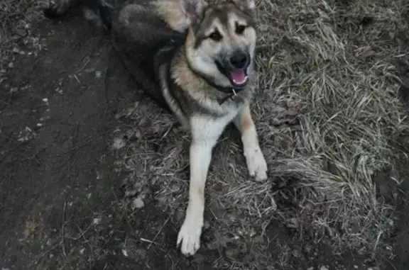 Найдена собака в поселке Герцена, МО.