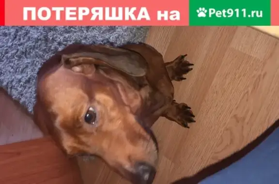 Пропала собака Джек в Звенигороде, нуждается в медицинской помощи.