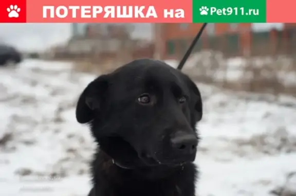 Собака в Сергиевом Посаде ищет дом