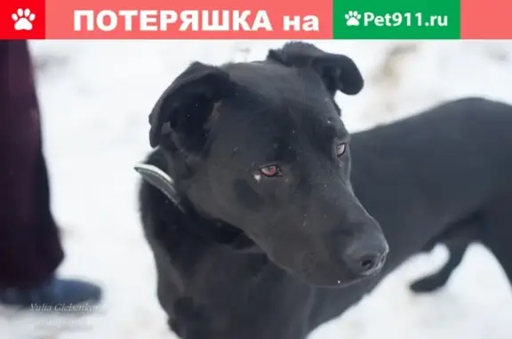 Собака ищет хозяина в Сергиевом Посаде