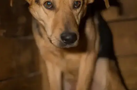 Собака ищет хозяина в Сергиевом Посаде, Московская область