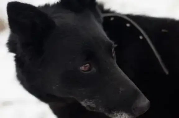 Собака Девочка найдена в Сергиевом Посаде.