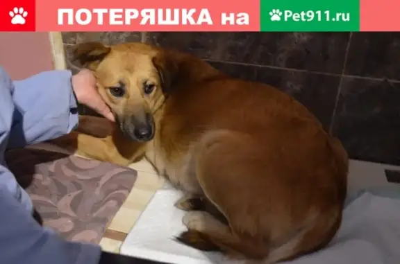 Найдена добрая собака в Сергиевом Посаде