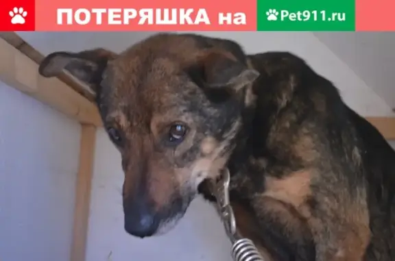 Собака Мальчик найдена в Сергиевом Посаде