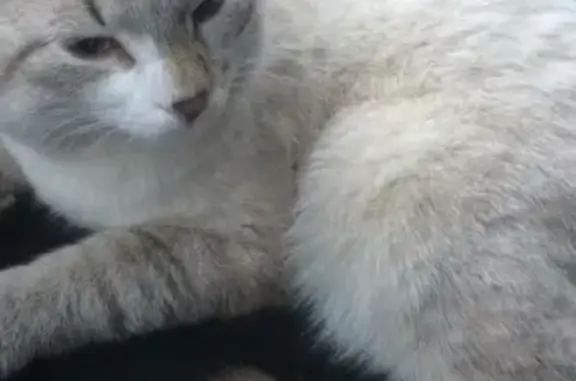 Найден кот на Чусовской улице, Гольяново