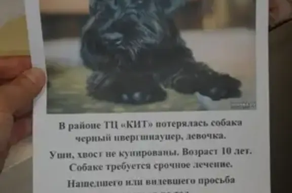 Собаки потеряшки, Екатеринбург, фото: Потеряшка собака в Екатеринбурге