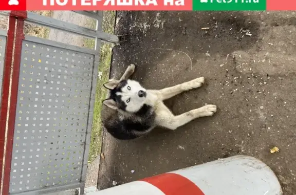 Собака хаски найдена в Одинцово, звоните 89858683952