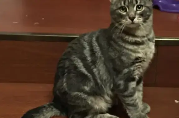 Пропала кошка Светло-серого цвета с мраморными полосами, вознаграждение от 5000 руб.