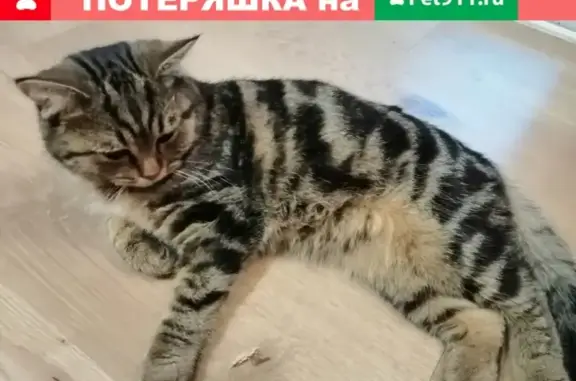 Пропал кот Британец на ул. Мичурина, Тольятти (11 мес., зовут Бэха)