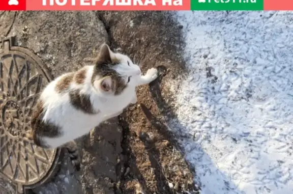 Найдена кошка на Волгоградской 39 в Кемерово