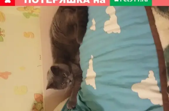 Кошки потеряшки, Ярославль, фото: Потеряшка кот в Ярославле, посёлок Мирный, ул. 7-я Путевая