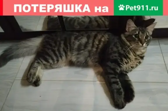Пропала кошка Метис сибирской породы в Мостовском районе, Краснодарский край