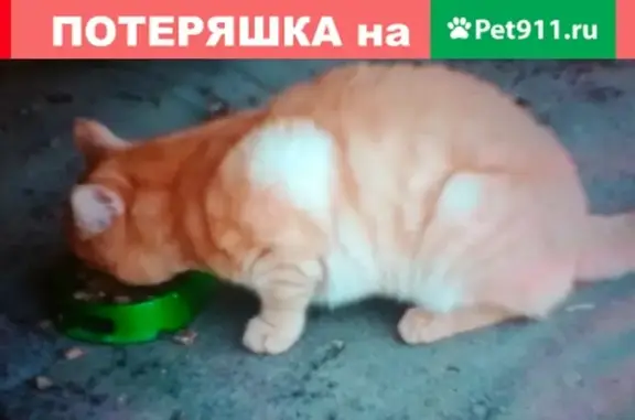 Пропала рыжая кошка в Пензенской области