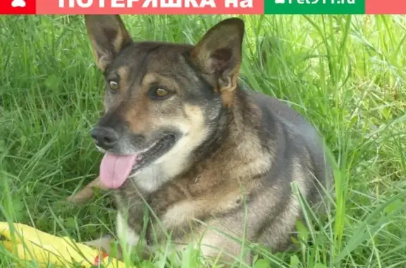 Пропала собака Мухтар в Московской области, д. Найдено