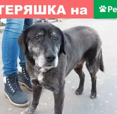 Найдена собака у метро Пионерская, СПб.