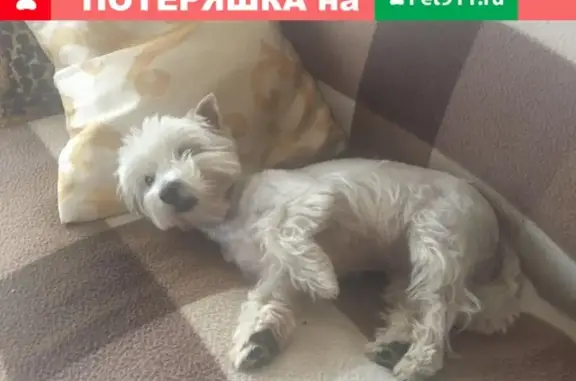 Пропала собака Фиби в Москве.