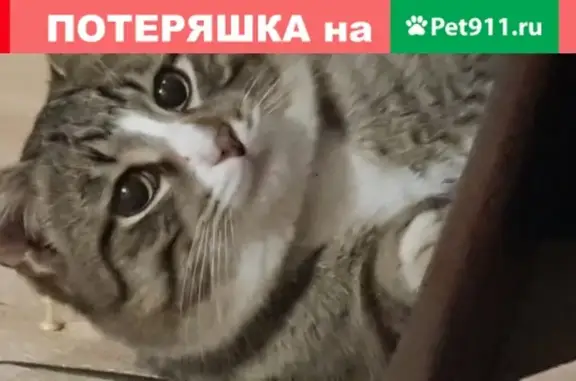 Собаки потеряшки, Нижний Новгород, фото: Потеряшка собака на ул. Качалова 48, возраст 1 год