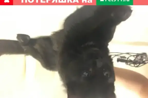 Найдена кошка в Новом Бутово, окрас чёрный с белым пятнышком
