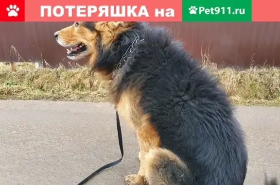 Найдена собака в Одинцовском округе, ищем хозяина!